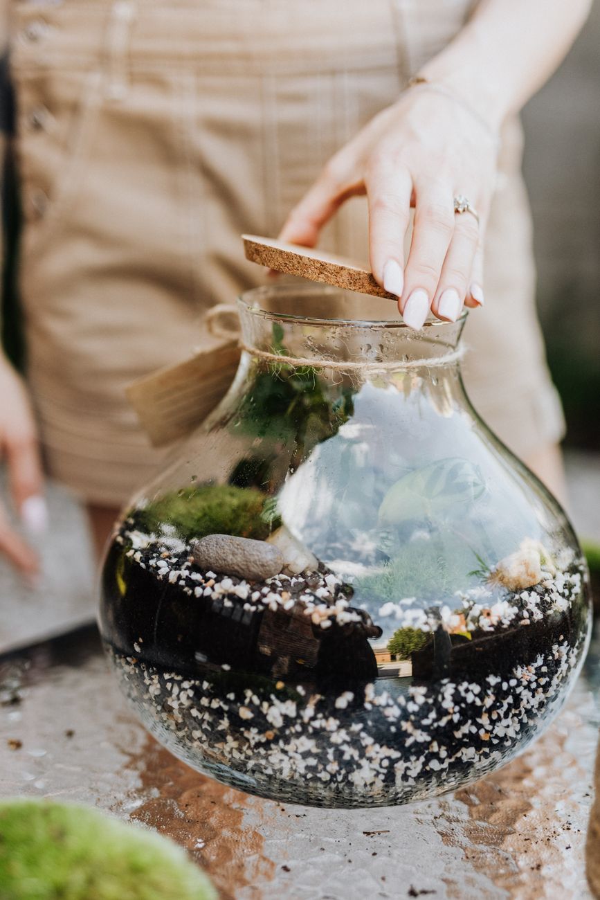 Bonsai — Ficus
