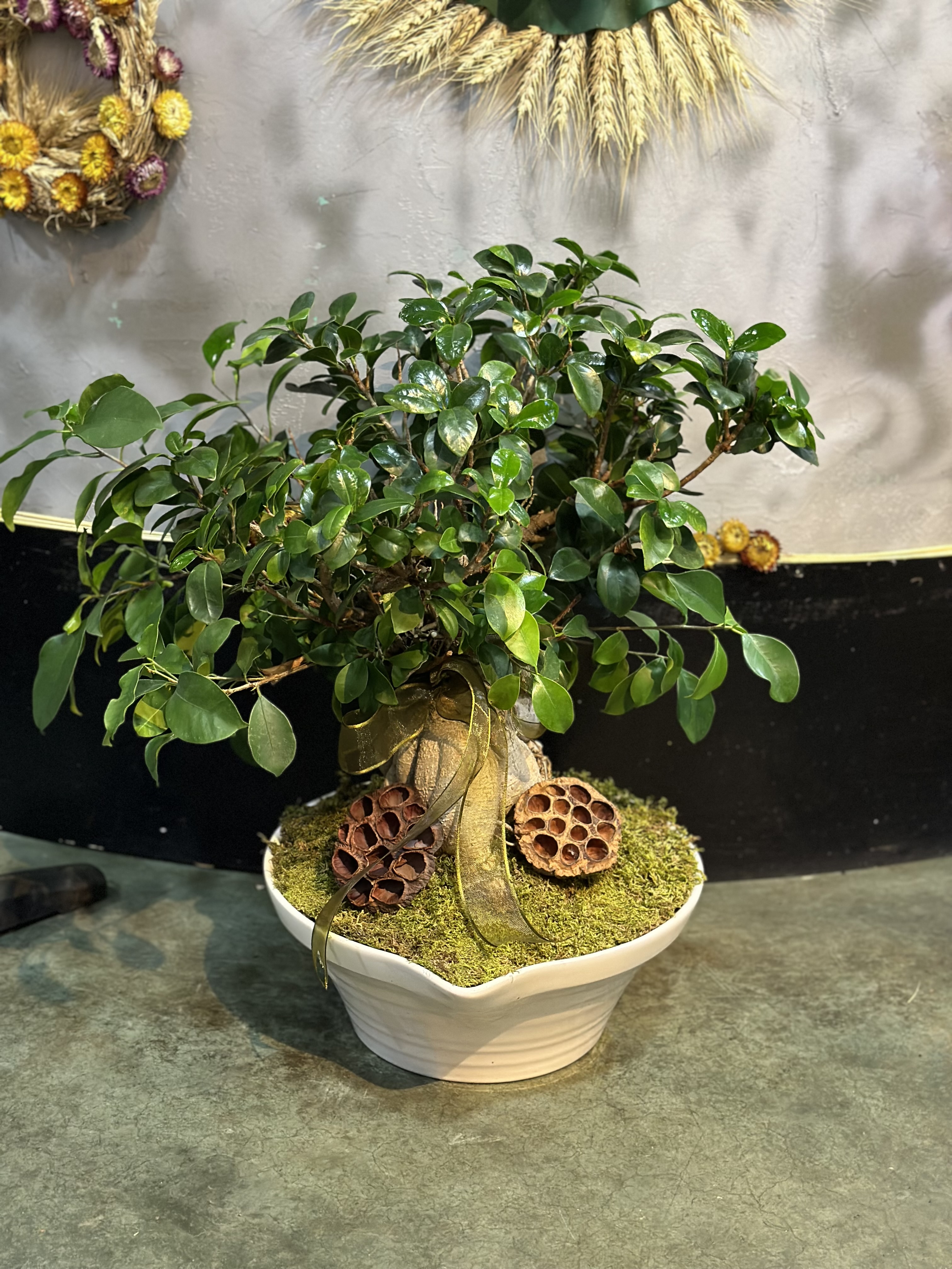Bonsai — Ficus